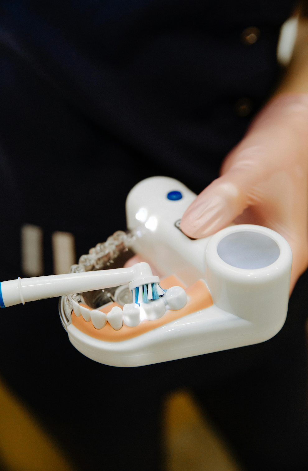 female hand holding a plastic tooth model holding the oral b electric toothbrush on tooth